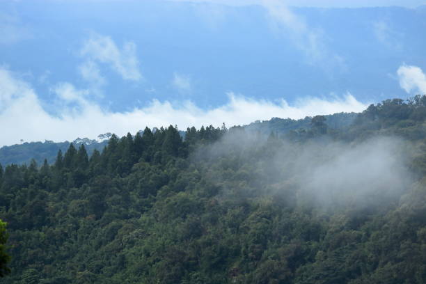 istock Tropical green forest with blue sky landscape 965421542