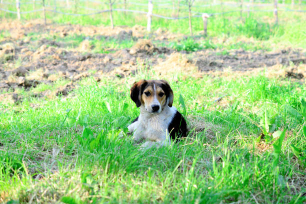 stray dog pictured in nature, laying on a grass