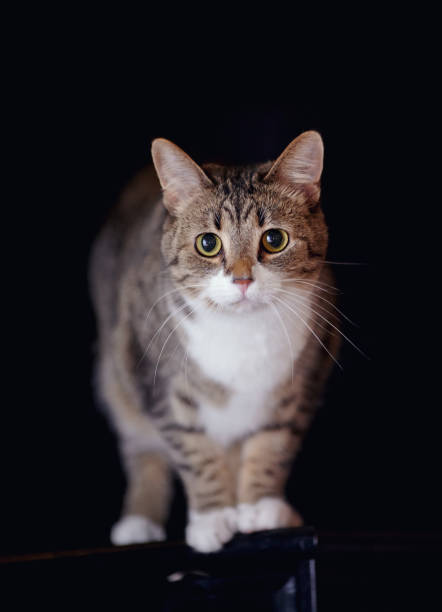istock The striped cat with white paws on a black background. 965424776