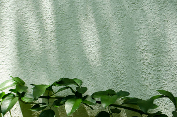 istock Green plant on concrete wall background 965425836