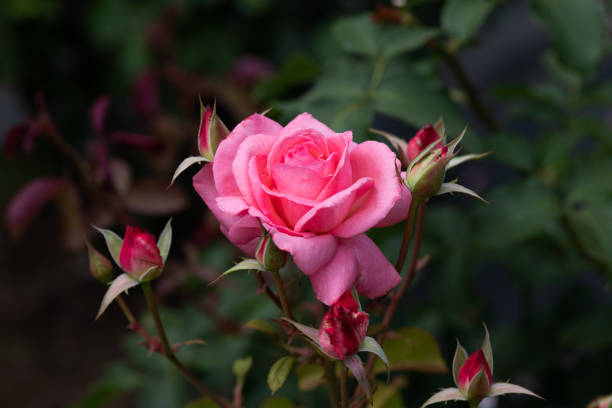 istock close-up of pink rose flower 'Houjun' 965428078