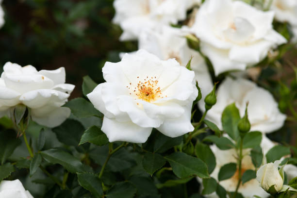 istock close-up of white rose flower 'White Magic' 965428114