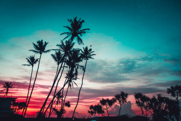 istock The palms on the bright sunset background 965429618