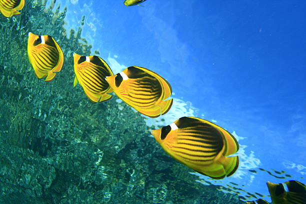 istock Raccoon Butterflyfishes 96543089