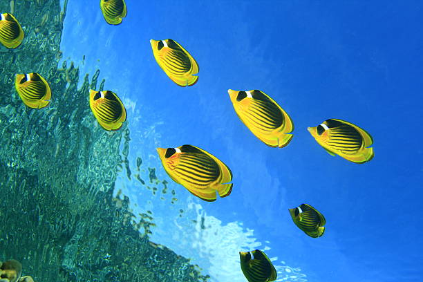 istock Raccoon Butterflyfishes 96543213