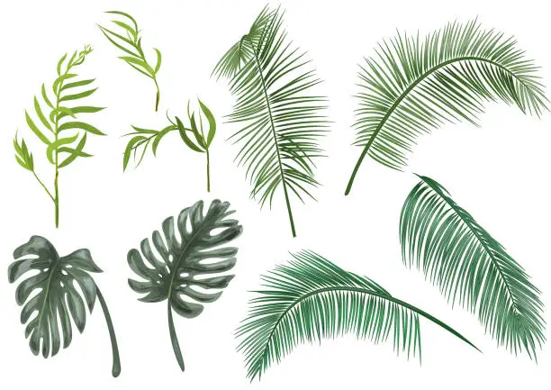 Vector illustration of Set green leaves of tropical plants: coconut palm, monstera, chamaedorea elegans (bamboo palm) on white background, digital draw greenery, watercolor style. Realistic vector botanical illustration