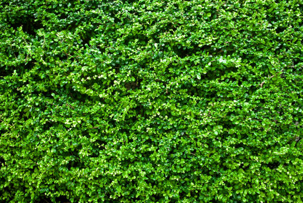 istock Light green leaves wall background. Close up. 965436336