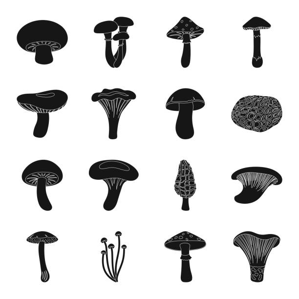 ilustraciones, imágenes clip art, dibujos animados e iconos de stock de iconos negro setas venenos y comestibles de colección set de diseño. diferentes tipos de setas vector ilustración web valores de símbolo. - honey agaric