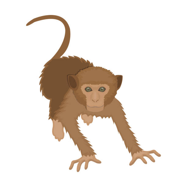 ilustrações de stock, clip art, desenhos animados e ícones de monkey, wild animal of the jungle. monkey, mammal primate single icon in cartoon style vector symbol stock illustration web. - primacy