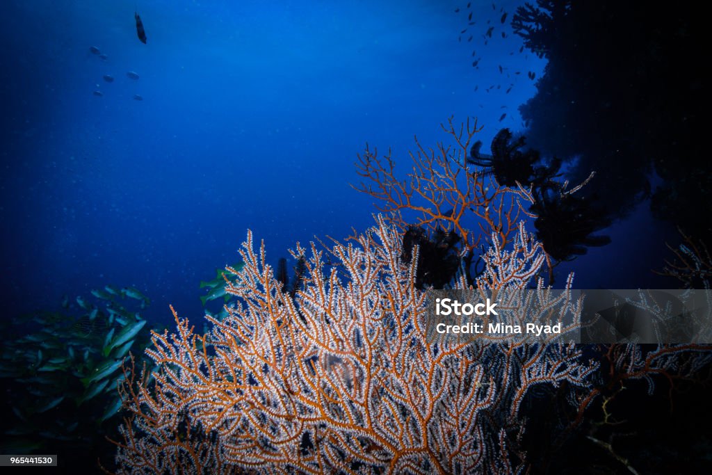 Corail au Maldives - Photo de Aquarium - Établissement pour animaux en captivité libre de droits