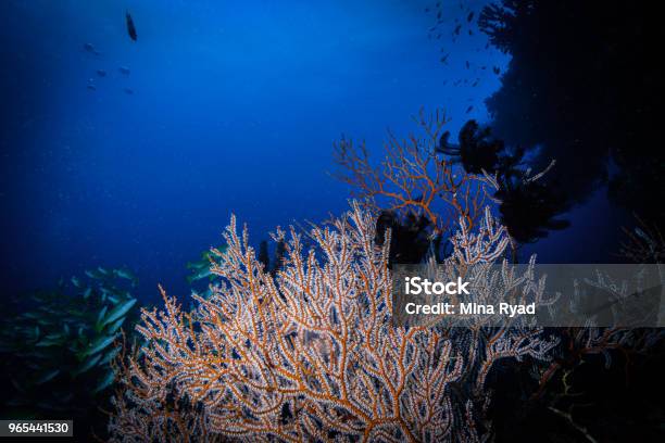 Photo libre de droit de Corail Au Maldives banque d'images et plus d'images libres de droit de Aquarium - Établissement pour animaux en captivité - Aquarium - Établissement pour animaux en captivité, Au fond de l'océan, Beauté