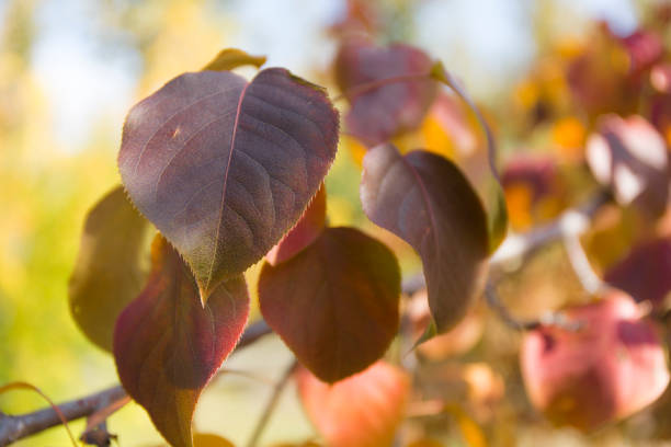 istock Yellow autumn leaves background. 965441546