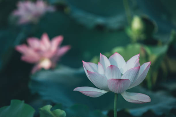 istock twin lotus flowers on one stalk 965441570