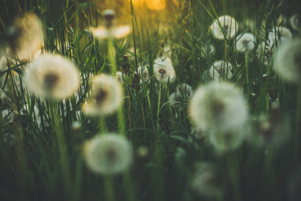 istock Dandelion in summer on a green meadow 965444492