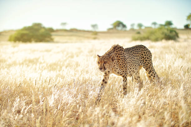 A Cheetah approaching walking through golden dry grass in winter just outside  Marienthal Namibia