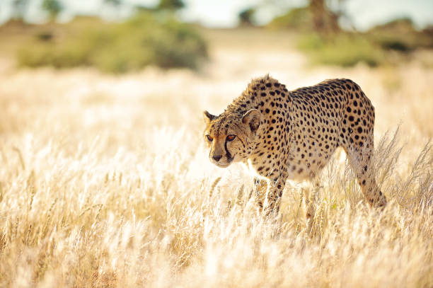 guépard s’approcher lentement dans l’herbe d’or - sapprocher photos et images de collection