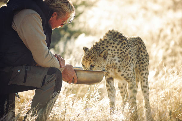 A senior man feeding a Cheetah from a bowl while stroking it's head between the golden grass of sunrise close to Marienthal Kalahari Namibia