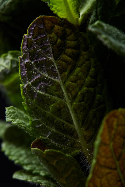 closeup shot of mint leaves isolated on black background