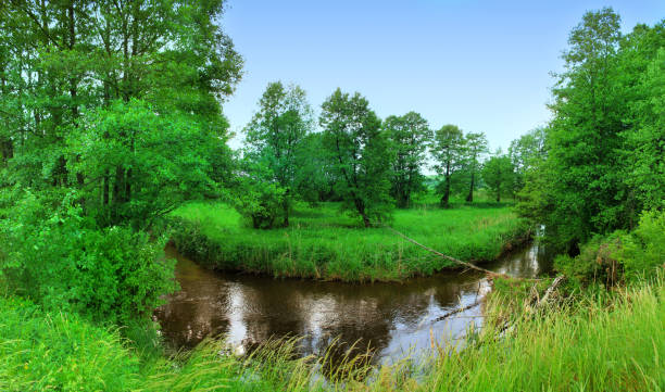 The river in the summer. Beautiful scenery.