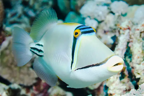 Photo of Picasso Triggerfish