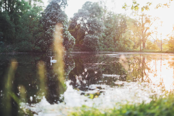 Evening light in the forest by the water