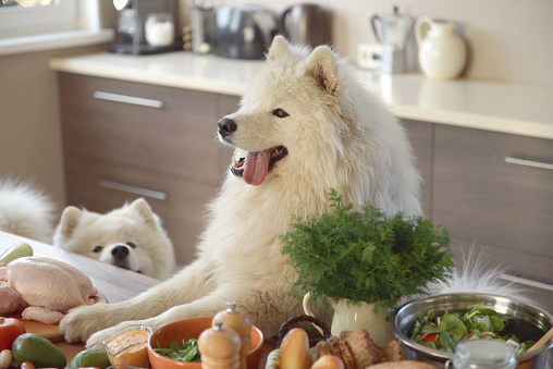 samoyed dog in the kitchen