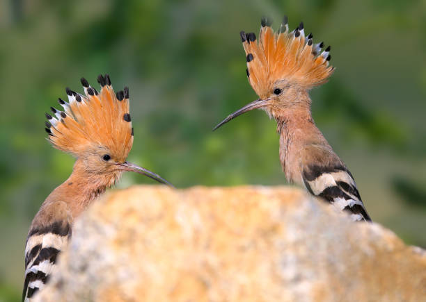 istock A hoopoe pair portrait 965466118