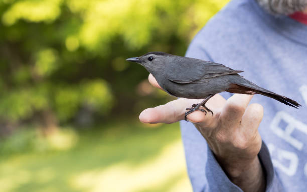 istock Gray Catbird perches on a man's hand after being rescued from a collision 965466442