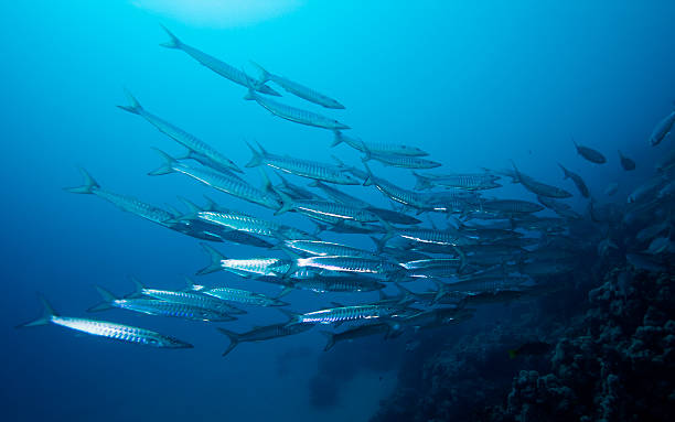 istock School of Barracudas 96546951