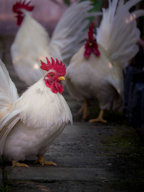 istock The Male Bantams Standing 965469814