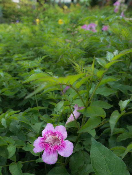istock Pink Trumpet Vine Flower Blooming 965470226