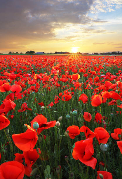 istock Landscape with nice sunset over poppy field 965470358
