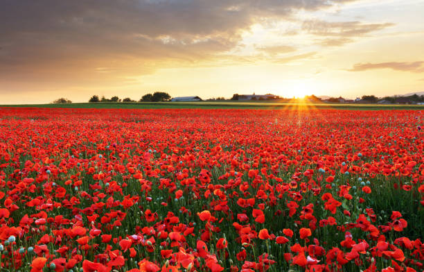 istock Poppy flowers meadow and nice sunset scene 965470410