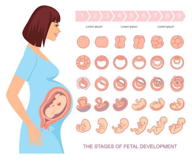 Stages of fetal development. Vector illustration stages of fetal development. isolated on white background. Pregnancy. fertilized egg stock illustrations