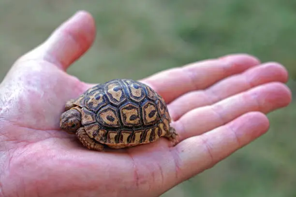Photo of Baby turtle in hand