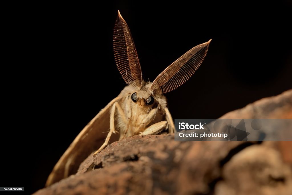 Gypsy Moth (Lymantria dispar) in the night Gypsy Moth (Lymantria dispar) in the night"r"n Moth Stock Photo