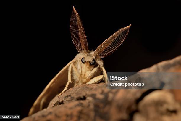Gypsy Moth In The Night Stock Photo - Download Image Now - Moth, Romani People, Night