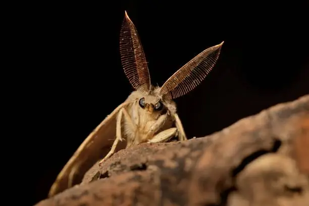 Photo of Gypsy Moth (Lymantria dispar) in the night