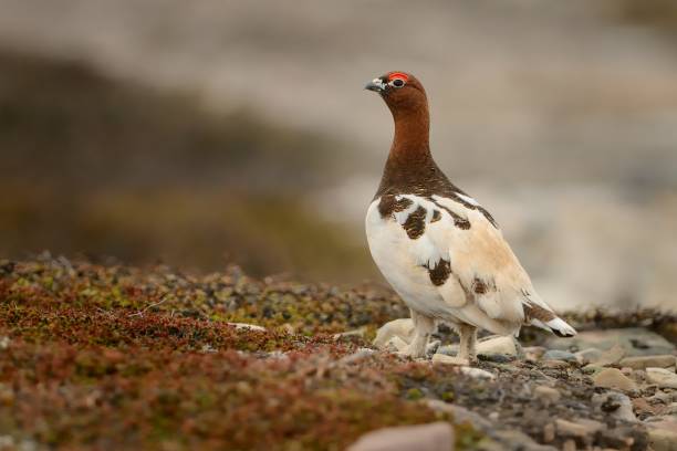 istock Willow Ptarmigan in the norwegian tundra 965474516