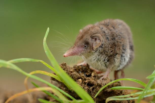 Lesser white-toothed Shrew (Crocidura suaveolens) on loam. Little insect-eating mammal with brown fur standing on meadow in garden stock photo