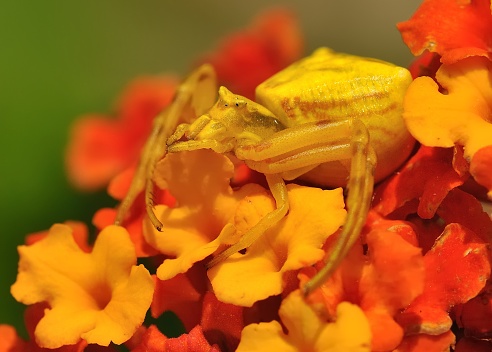 Spider (Thomisus onustus) on the flower, very good mimicry, great camouflage in yellow, orange and red blossoms.
