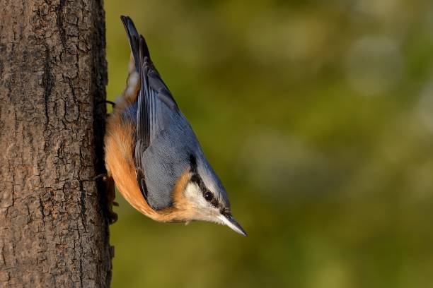istock Eurasian Nuthatch - Sitta europaea sitting on the tree trunk. 965474712