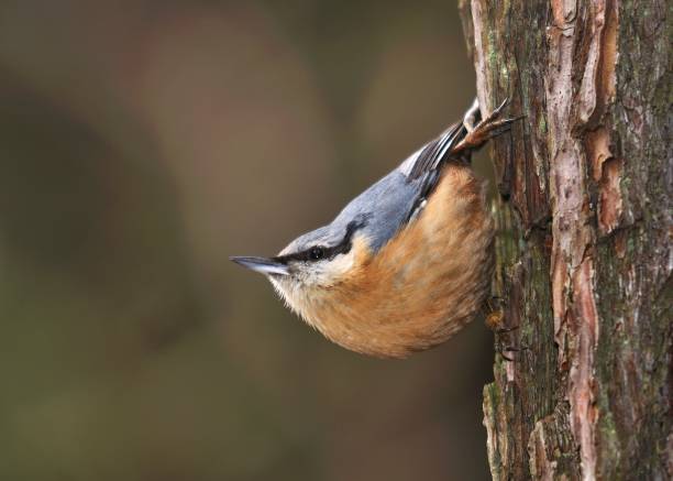 istock Eurasian Nuthatch - Sitta europaea sitting on the tree trunk 965474714