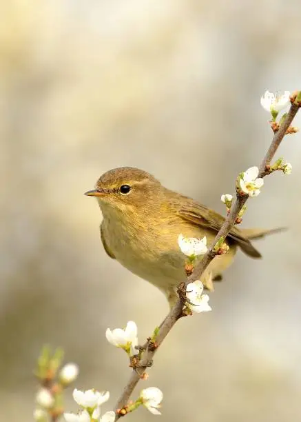 Common Chiffchaff (Phylloscopus collybita) sitting on the blooming branch with flowers, light (cream) background, portrait