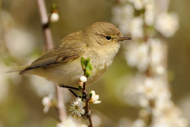 istock Common Chiffchaff (Phylloscopus collybita) sitting on the blooming branch 965474770