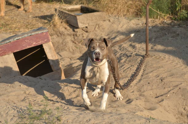 American pit bull terrier, barking, furious Chained American pit bull terrier furiously barking. Outdoors. american pit bull terrier stock pictures, royalty-free photos & images
