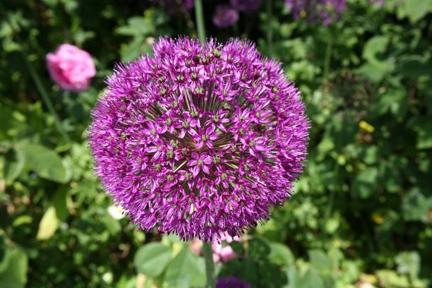 istock Allium Giganteum  purple ball 965481710