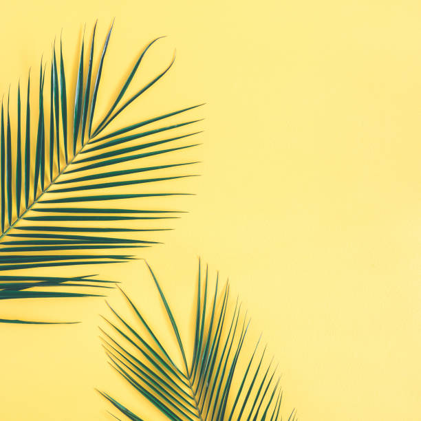 Photo of Tropical palm leaves on yellow background. Flat lay, top view