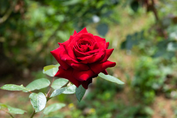 close-up of red rose flower 'Nadia'