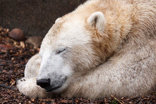 Polar bear sleep